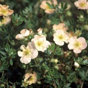 2 x potentille arbustive  - potentilla fruticosa 'daydawn'  - 25-30 cm pot