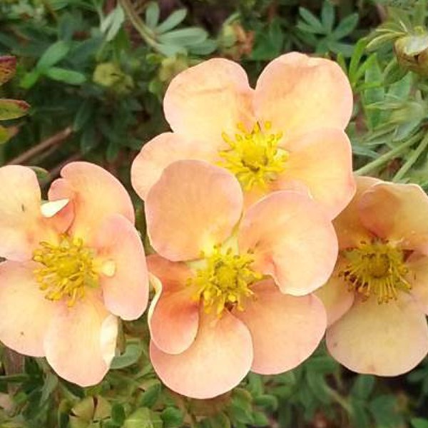 Arborix - 2 x potentille arbustive  - potentilla fruticosa 'daydawn'  - 25-30 cm pot