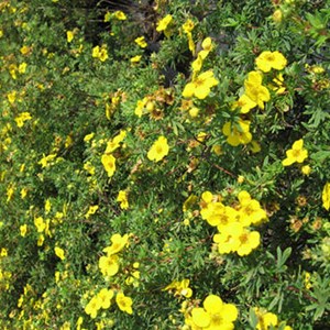 2 x potentille arbustive  - potentilla fruticosa 'goldfinger'  - 20-25 cm pot