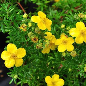 2 x potentille arbustive  - potentilla fruticosa 'goldfinger'  - 25-30 cm pot