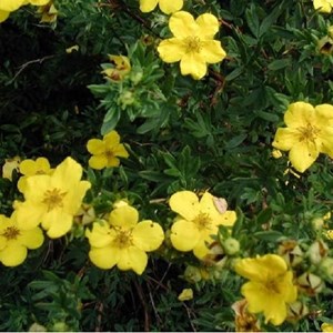 2 x potentille arbustive  - potentilla fruticosa 'goldstar'  - 25-30 cm pot