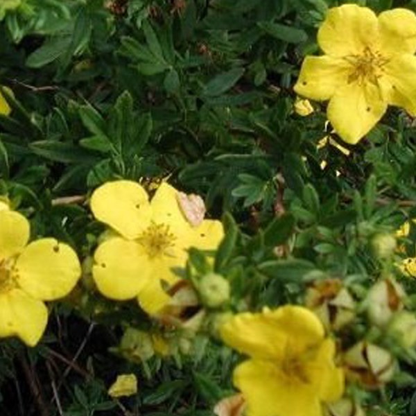 Arborix - 2 x potentille arbustive  - potentilla fruticosa 'goldstar'  - 25-30 cm pot