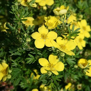 2 x potentille arbustive  - potentilla fruticosa 'goldteppich'  - 20-25 cm pot