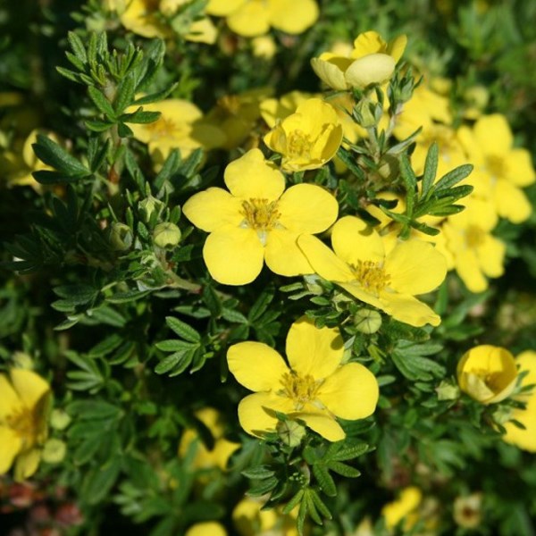 Arborix - 2 x potentille arbustive - potentilla fruticosa 'goldteppich' - 20-25 cm pot