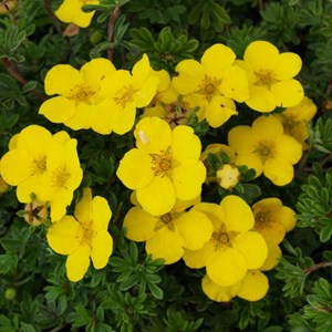 2 x potentille arbustive  - potentilla fruticosa 'goldteppich'  - 25-30 cm pot