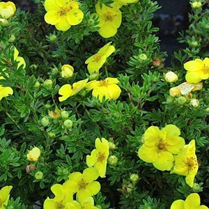 2 x potentille arbustive  - potentilla fruticosa 'kobold'  - 25-30 cm pot