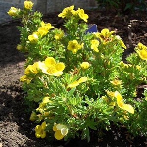 Potentille arbustive  - potentilla fruticosa 'kobold'  - 50-60 cm pot