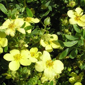2 x potentille arbustive  - potentilla fruticosa 'maanelys'  - 25-30 cm pot
