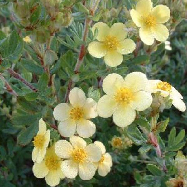 Arborix - 2 x potentille arbustive  - potentilla fruticosa 'maanelys'  - 25-30 cm pot