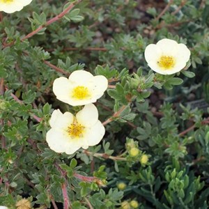 2 x potentille arbustive - potentilla fruticosa 'primrose beauty' - 25-30 cm