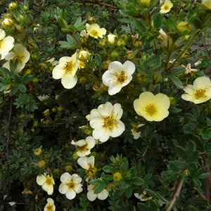 2 x potentille arbustive - potentilla fruticosa 'primrose beauty' - 25-30 cm