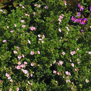 2 x potentille arbustive 'princess' - potentilla fruticosa princess 'pink