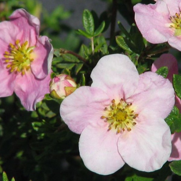 Arborix - 2 x potentille arbustive 'princess' - potentilla fruticosa princess 'pink