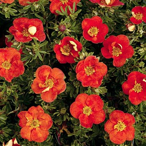 2 x potentille arbustive  - potentilla fruticosa 'red ace'  - 20-25 cm pot