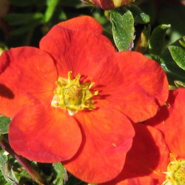 Arborix - 2 x potentille arbustive - potentilla fruticosa 'red ace' - 25-30 cm pot