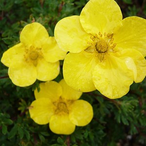 2 x potentille arbustive  - potentilla fruticosa 'sommerflor'  - 25-30 cm pot