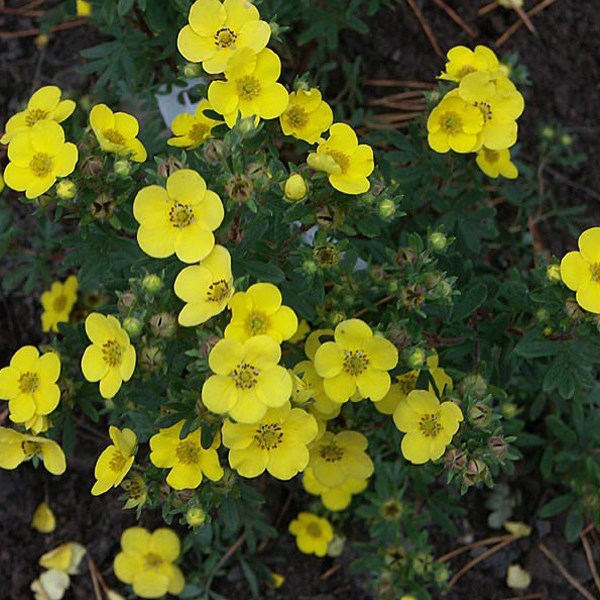 Arborix - 2 x potentille arbustive  - potentilla fruticosa 'sommerflor'  - 25-30 cm pot