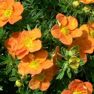 2 x potentille arbustive  - potentilla fruticosa 'tangerine'  - 25-30 cm pot