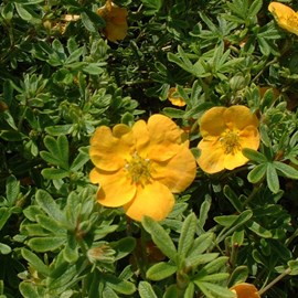 2 x potentille arbustive  - potentilla fruticosa 'tangerine'  - 25-30 cm pot