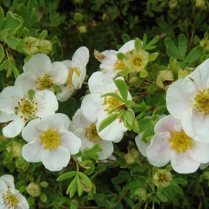 2 x potentille arbustive - potentilla fruticosa 'tilford cream' - 25-30 cm pot
