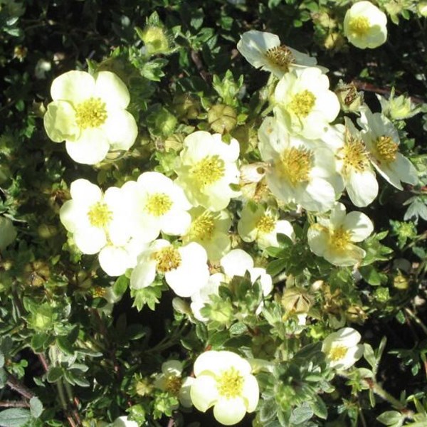 Arborix - 2 x potentille arbustive - potentilla fruticosa 'tilford cream' - 25-30 cm pot