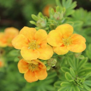 2 x potentille arbustive  - potentilla fruticosa 'mango tango'  - 25-30 cm pot