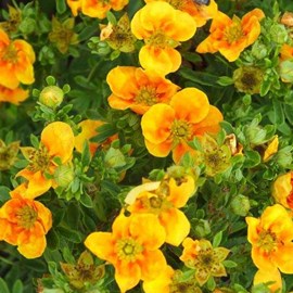 2 x potentille arbustive  - potentilla fruticosa 'mango tango'  - 25-30 cm pot