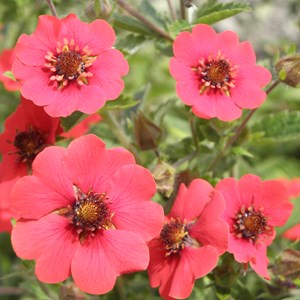 Potentille vivace  - potentilla 'gibson's scarlet'  - godet 9x9 cm