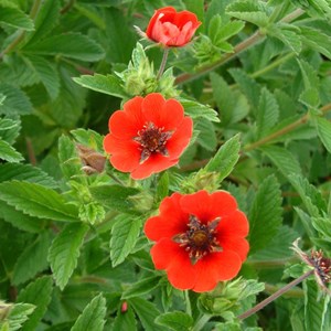 Potentille vivace  - potentilla 'gibson's scarlet'  - godet 9x9 cm