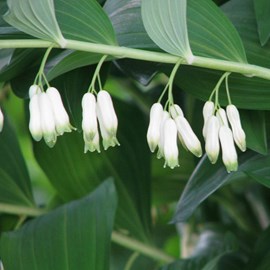 6 x sceau de salomon - polygonatum multiflorum  - godet 9x9 cm