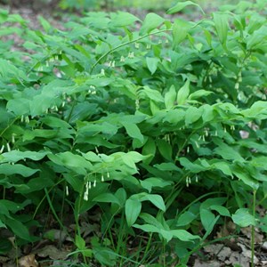 6 x sceau de salomon - polygonatum multiflorum  - godet 9x9 cm