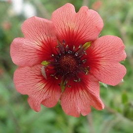 Potentille vivace du népal - potentilla nepalensis 'miss willmott' - godet 9x9