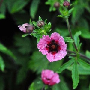 Potentille vivace du népal - potentilla nepalensis 'miss willmott' - godet 9x9