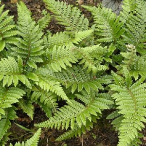 6 x aspidie du japon, pattes d'ours - polystichum polyblepharum  - godet 9x9 cm