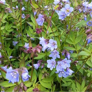 Valériane grecque  - polemonium reptans 'blue pearl'  - godet 9x9 cm