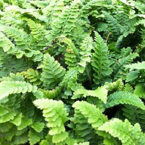Aspidie à cils raides  - polystichum setiferum 'congestum'  - godet 9x9 cm