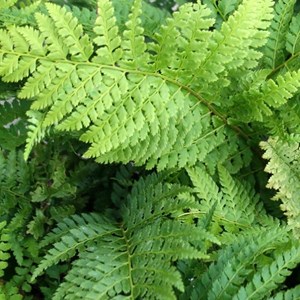 Aspidie à cils raides  - polystichum setiferum 'dahlem'  - godet 9x9 cm