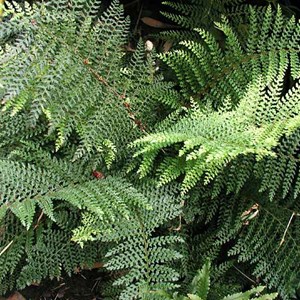 Aspidie à cils raides  - polystichum setiferum 'dahlem'  - godet 9x9 cm