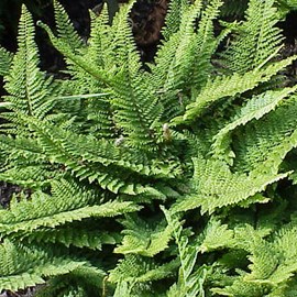 6 x aspidie à cils raides - polystichum setiferum  - godet 9x9 cm