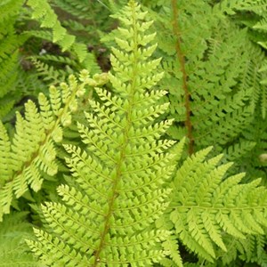 6 x aspidie à cils raides - polystichum setiferum  - godet 9x9 cm