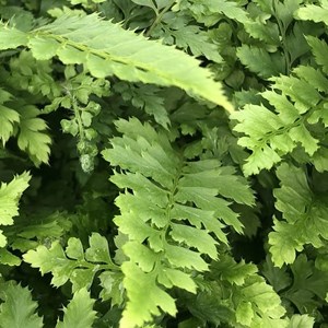 Aspidie à cils raides  - polystichum setiferum 'herrenhausen'  - godet 9x9 cm