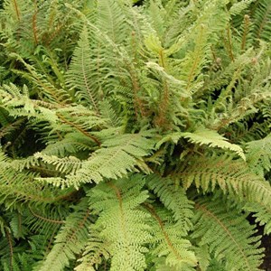 6 x aspidie à cils raides - polystichum setiferum 'herrenhausen' - godet 9x9 cm