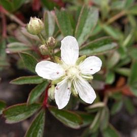 Potentilla tridenta  - potentilla tridentata 'nuuk'  - godet 9x9 cm