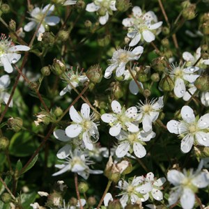 Potentilla tridenta  - potentilla tridentata 'nuuk'  - godet 9x9 cm
