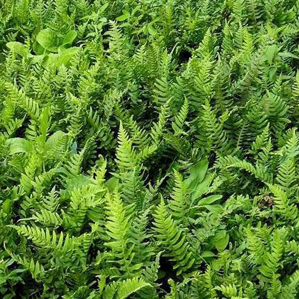 Arborix - 6 x polypode commun - polypodium vulgare  - godet 9x9 cm