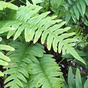 6 x polypode commun - polypodium vulgare  - godet 9x9 cm