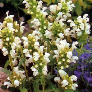 Brunelle  , prunelle - prunella grandiflora 'alba'  - godet 9x9 cm