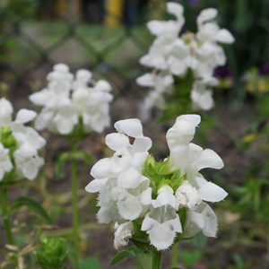 Brunelle  , prunelle - prunella grandiflora 'alba'  - godet 9x9 cm