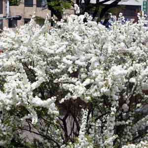 2 x cerisier à fleur  - prunus glandulosa 'alba plena'  - 30-40 cm pot