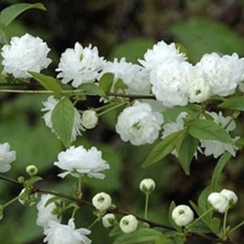 2 x cerisier à fleur  - prunus glandulosa 'alba plena'  - 30-40 cm pot